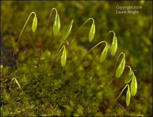 Moss sporangia, 6 frames (handheld).