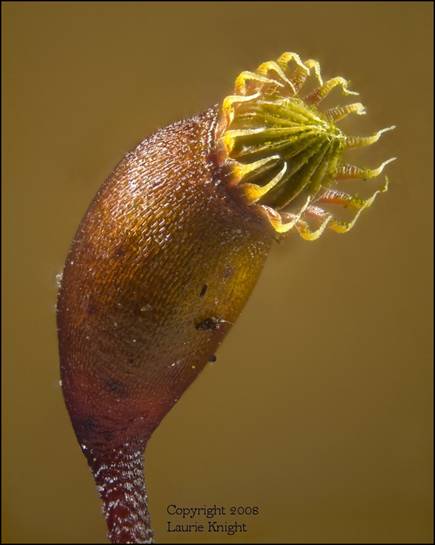 Moss sporangium, 83 frames.