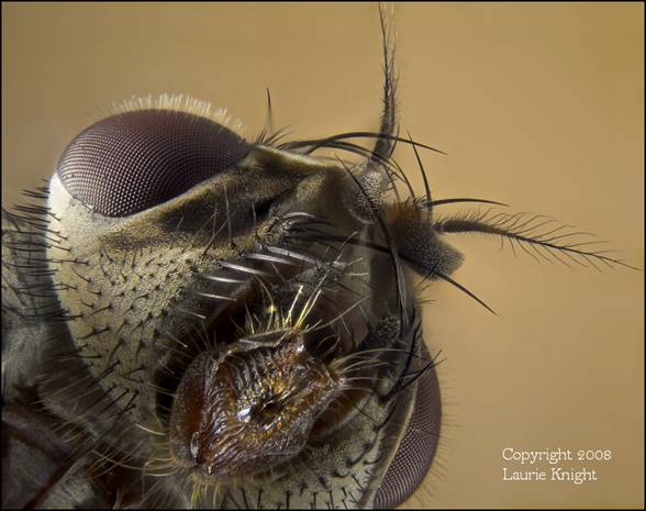 Head of a blowfly, 82 frames.