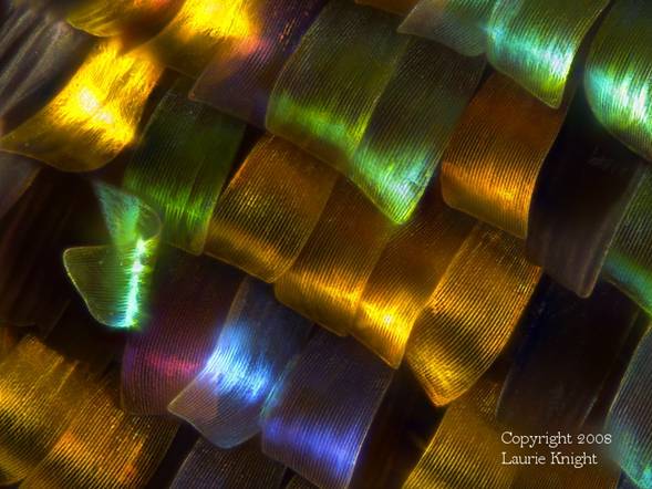 Wing scales of a moth, Urania riphaeus, 36 frames.