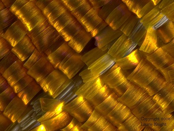 Wing scales of a moth, Urania riphaeus, 40-50 frames.