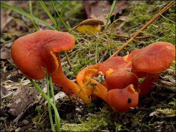 Hygrocybe, 21 frames.