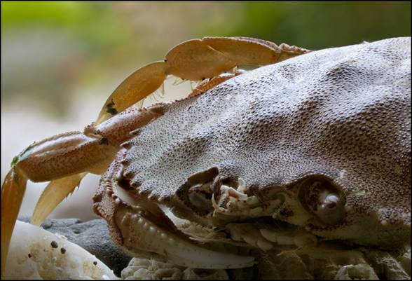 Crab, 45 frames.