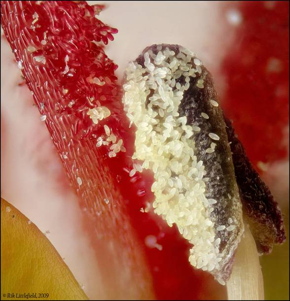 Maple flower — anther with pollen, 1.5 mm square, 105 frames.