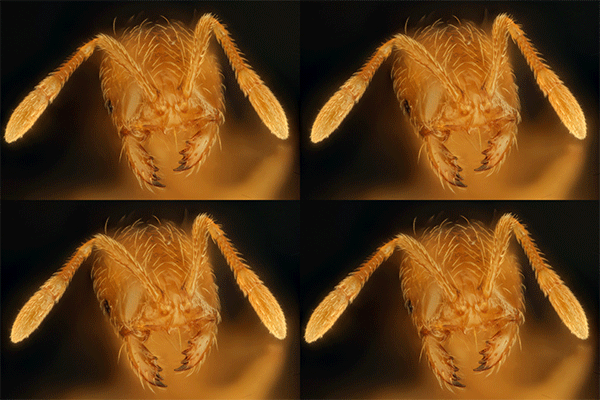 stereoverticalrockxpm3ypm8--small.gif